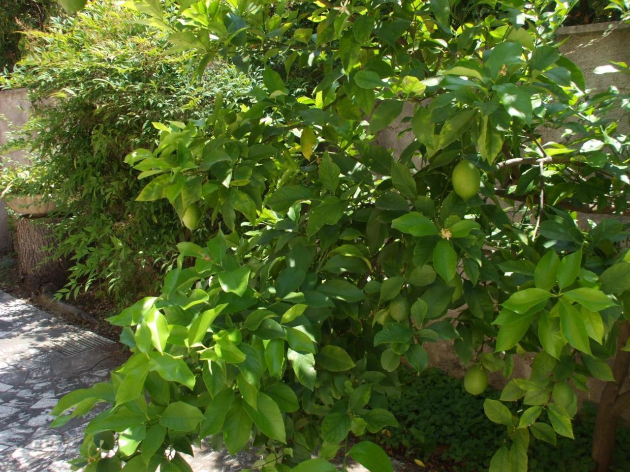Al Limone Apartment